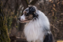 Morris_203