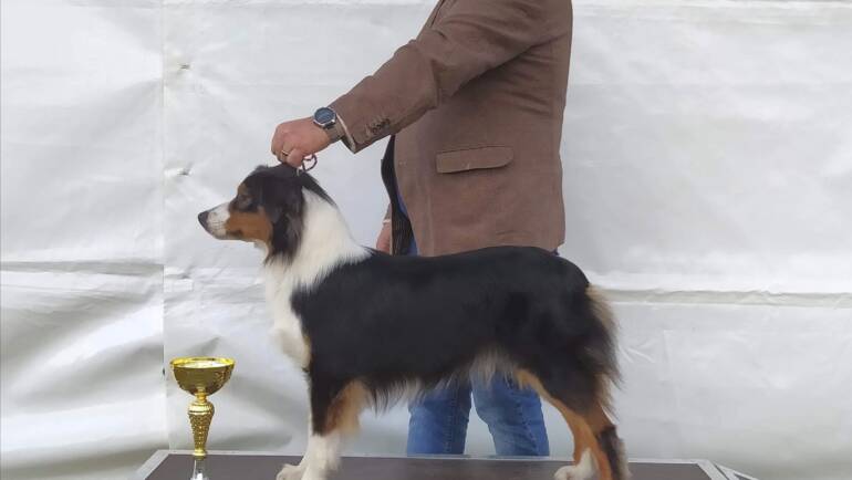 New Champion in our Kennel