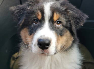 Lightlake Born To Be Famous “Brooklyn”