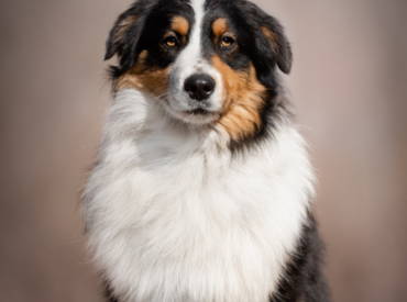 JCH My Goodness De La Noval “MyGo”