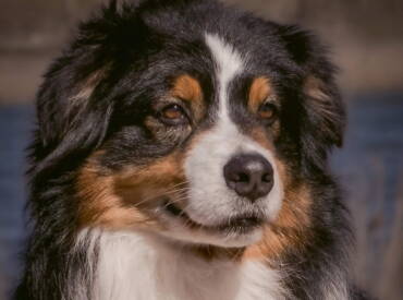 CH Let It Be De La Noval “Noah”