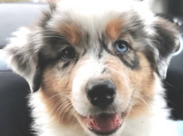 Aussiepride Pawprints At Lightlake “Ruby”