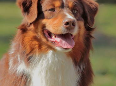 CH Liepu Laumes Bell Pepper “Ruudis”