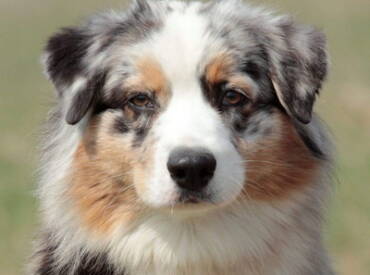 CH Karma De La Noval “Zara”