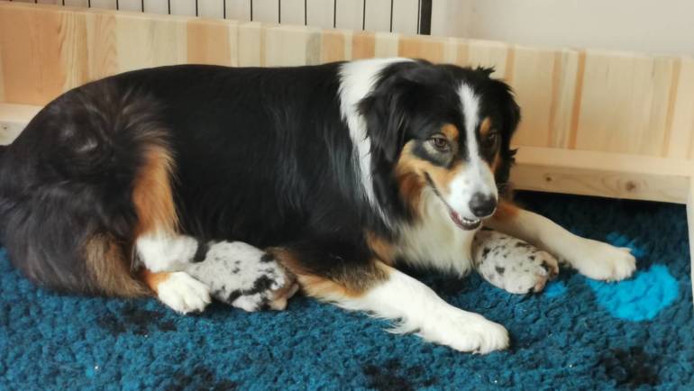 The D litter is here!