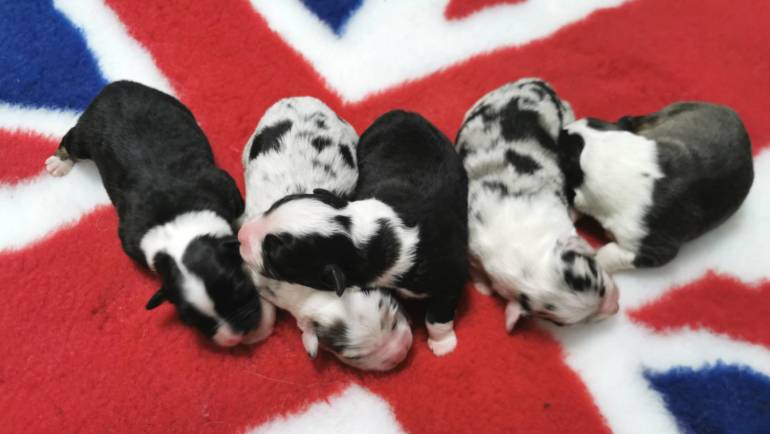 The E litter is here!