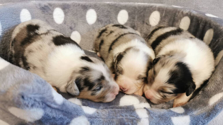 Bryan-Amy litter has arrived!