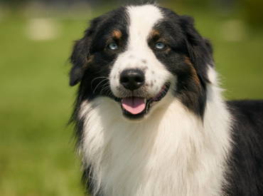 Ch Blue Elks High Velocity “Crash”