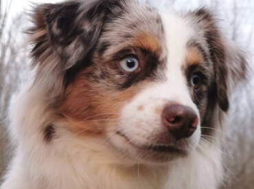 Blue Elks She’s Got The Look “Honey”