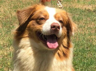 Lightlake Cinnamon Sky “Phoebe”