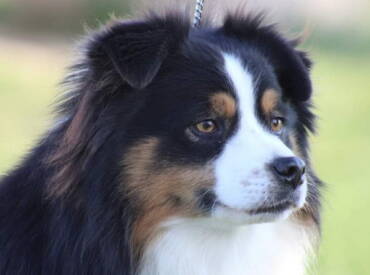 Purple Rain Of Surf Paradise “Prince”