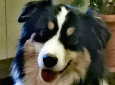 Dailo’s Dutch Design “Sydney”