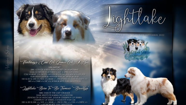 Spy-Brooklyn puppies are here