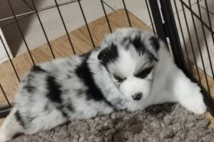 Blue Merle Female_2