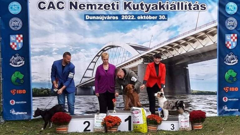 Results from the last dogshows