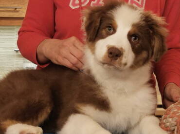 Available puppy #1