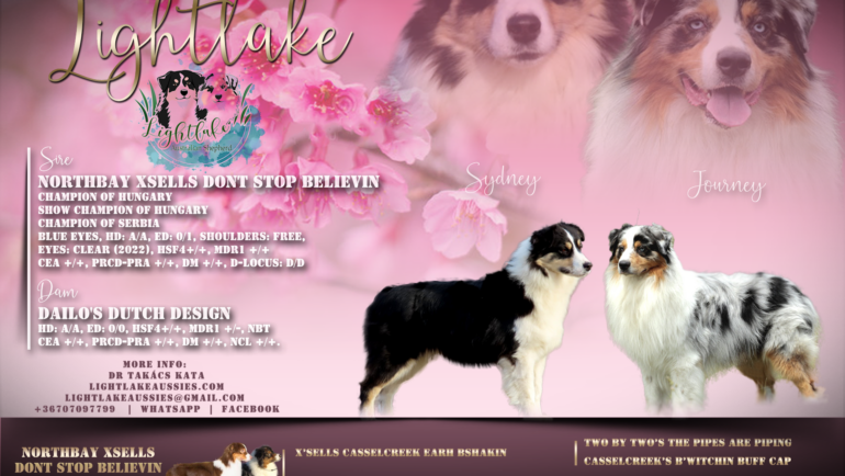 Sydney-Journey puppies are here