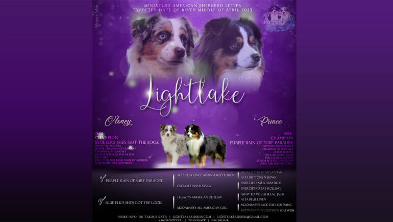 Honey-Prince puppies are here