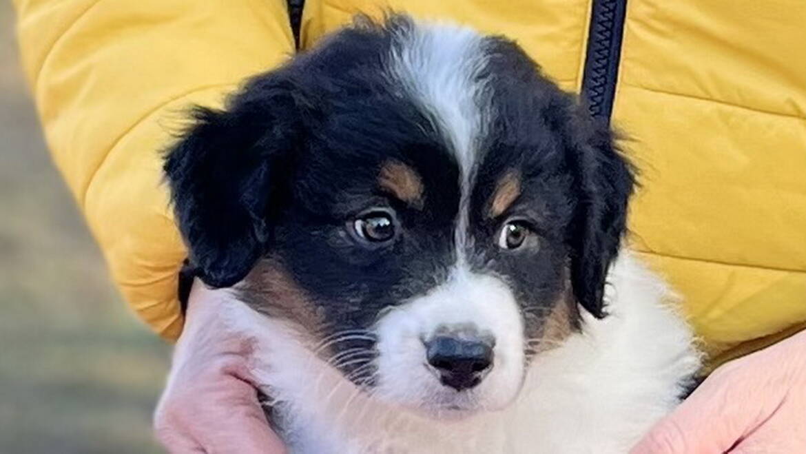 Black tri puppy available