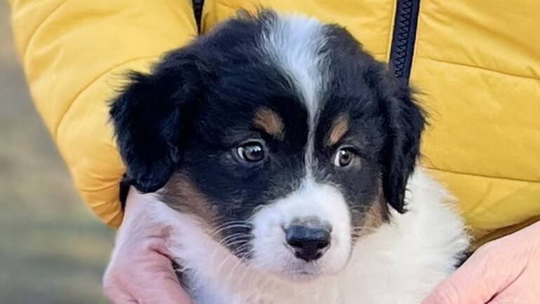 Black tri puppy available