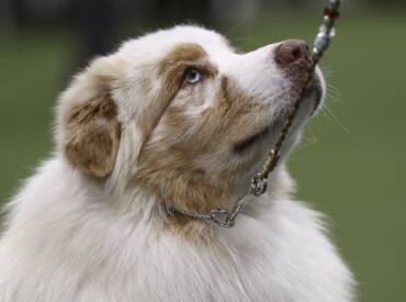 Lightlake Just A Spy In The Mirror “Dallas”