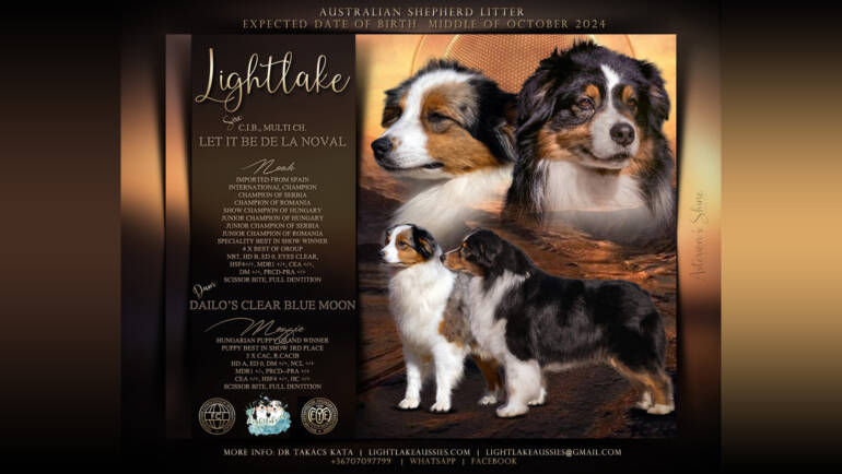 Australian Shepherd litter “R”