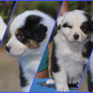 Beautiful puppy is available