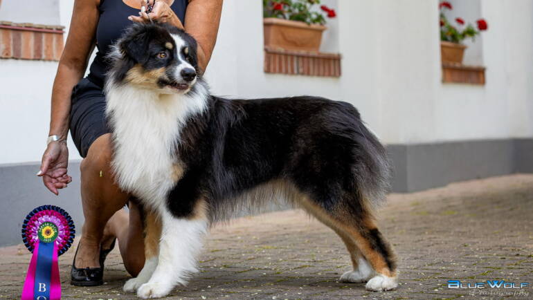 Boston Junior Int. Champion