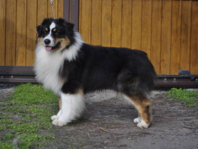 Boston_305 Boston_305