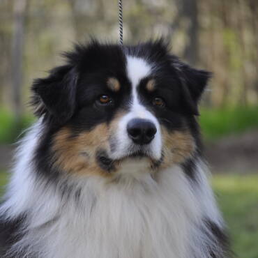 Multi Ch, C.I.B.J Lightlake Master Of Ceremony “Boston”